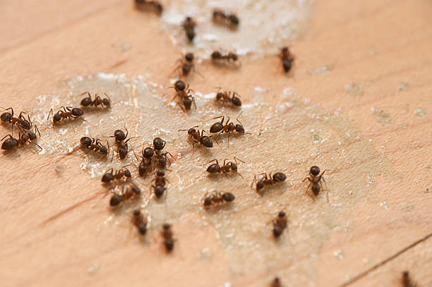 Best Wasp Removal Services  in West Grove, PA